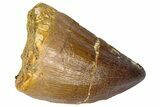 Fossil Mosasaur (Thalassotitan) Tooth - Morocco #364173-1